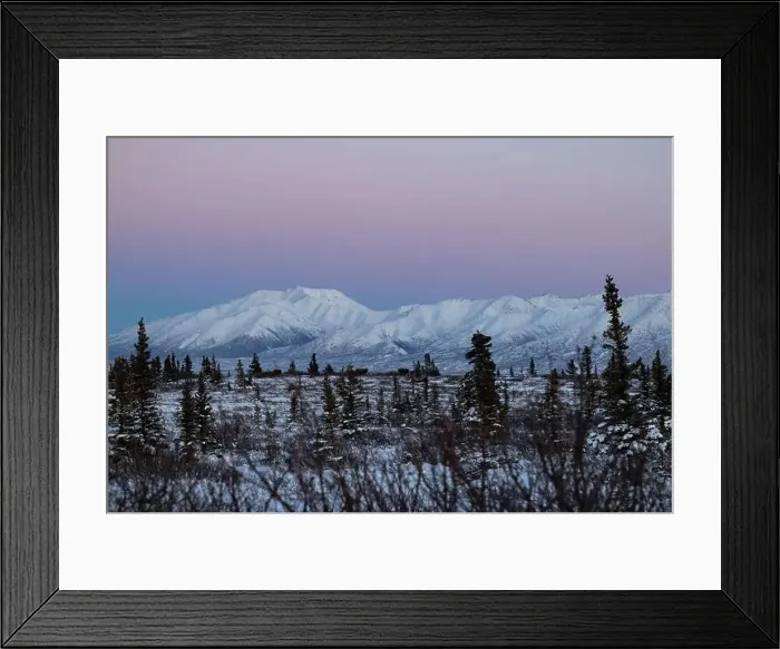 Framed Print : Five moose in a snowy field under a pink sky on a winter day near Delta Junction, Alaska Framed Print : Five moose in a snowy field under a pink sky on a winter day near Delta Junction, Alaska