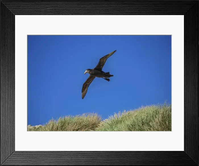 Framed Print : Southern Giant Petrel (Macronectes giganteus) Framed Print : Southern Giant Petrel (Macronectes giganteus)