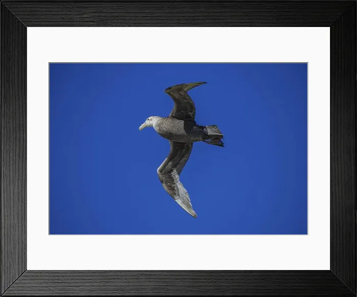 Framed Print : Southern Giant Petrel (Macronectes giganteus) Framed Print : Southern Giant Petrel (Macronectes giganteus)