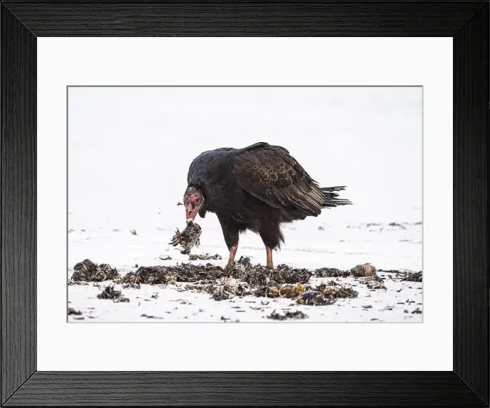 Framed Print : Turkey Vulture (Cathartes aura) feeding on a beach Framed Print : Turkey Vulture (Cathartes aura) feeding on a beach