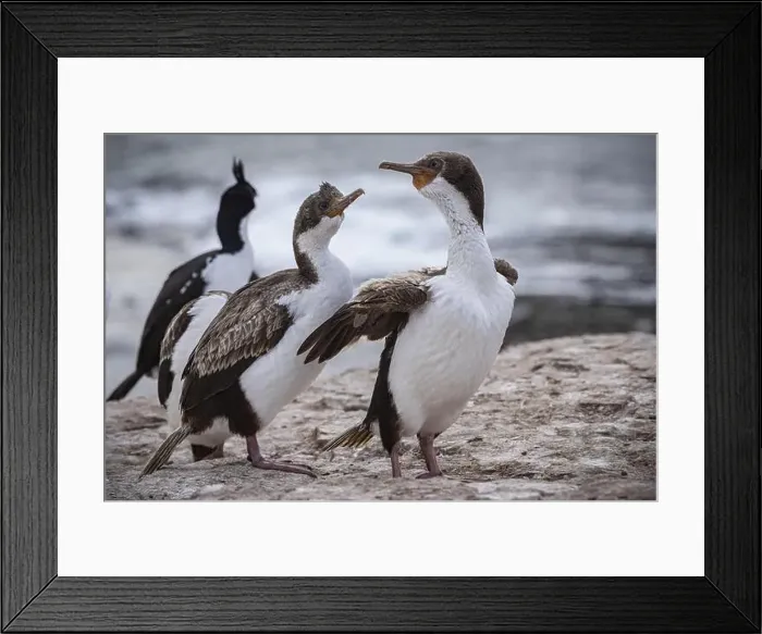 Framed Print : Blue-eyed Cormorant (Phalacrocorax atriceps) Framed Print : Blue-eyed Cormorant (Phalacrocorax atriceps)