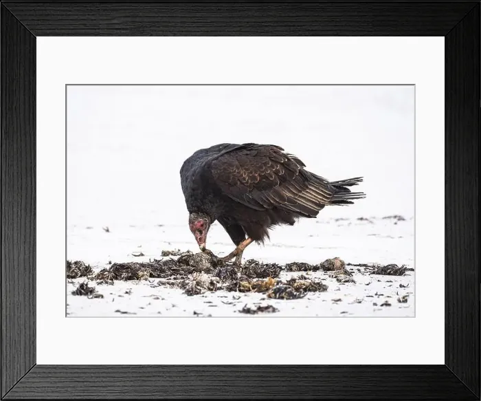 Framed Print : Turkey Vulture (Cathartes aura) feeding on a beach Framed Print : Turkey Vulture (Cathartes aura) feeding on a beach