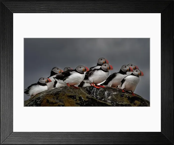 Framed Print : Group Of Seabird Species Atlantic Puffin (Fratercula arctica) Framed Print : Group Of Seabird Species Atlantic Puffin (Fratercula arctica)