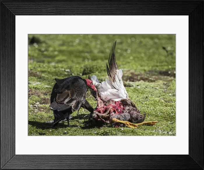 Framed Print : Turkey Vulture (Cathartes aura) on the carcass of a Magellanic Goose (Chloephaga picta) Framed Print : Turkey Vulture (Cathartes aura) on the carcass of a Magellanic Goose (Chloephaga picta)