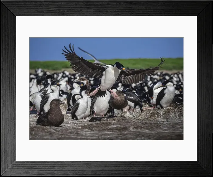 Framed Print : Blue-eyed Cormorant (Phalacrocorax atriceps) Framed Print : Blue-eyed Cormorant (Phalacrocorax atriceps)