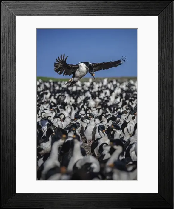 Framed Print : Blue-eyed Cormorant (Phalacrocorax atriceps) Framed Print : Blue-eyed Cormorant (Phalacrocorax atriceps)