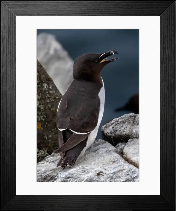 Framed Print : Seabird Species Razorbill (Alca Torda) On The Isle Of May In The Firth Of Forth Near Anstruther In Scotland Framed Print : Seabird Species Razorbill (Alca Torda) On The Isle Of May In The Firth Of Forth Near Anstruther In Scotland