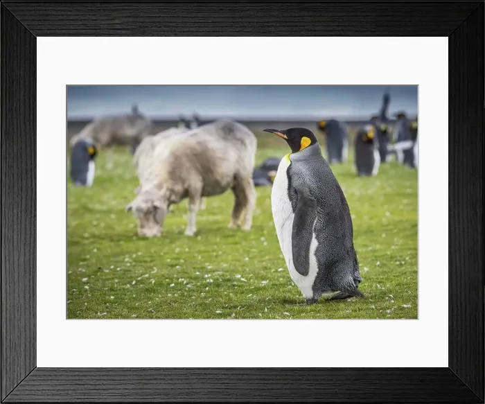 Framed Print : Sheep and king penguins (Aptenodytes patagonicus) on a pasture Framed Print : Sheep and king penguins (Aptenodytes patagonicus) on a pasture
