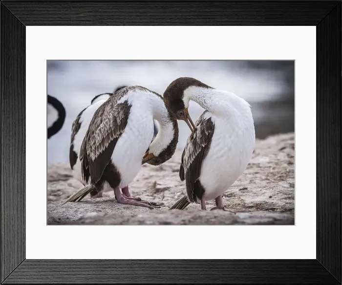 Framed Print : Blue-eyed Cormorant (Phalacrocorax atriceps) Framed Print : Blue-eyed Cormorant (Phalacrocorax atriceps)