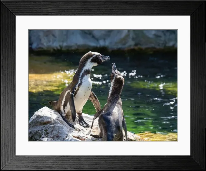 Framed Print : Two Penguins stand on a Rock Together Near a Pond Framed Print : Two Penguins stand on a Rock Together Near a Pond