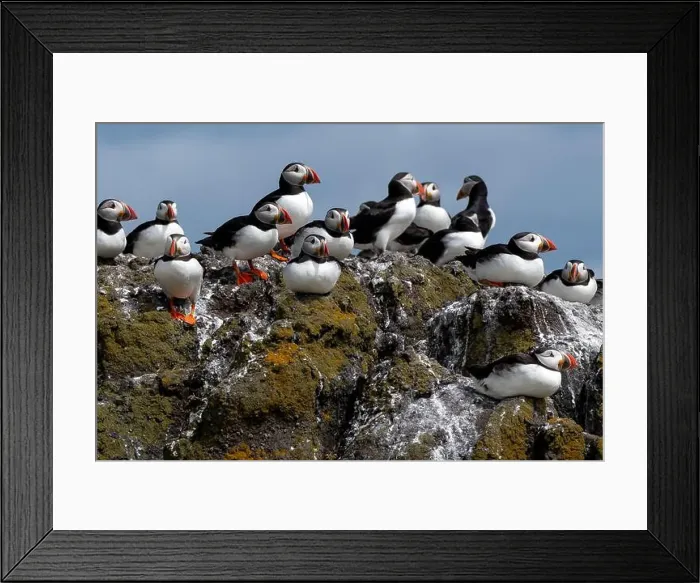 Framed Print : Group Of Seabird Species Atlantic Puffin (Fratercula arctica) Framed Print : Group Of Seabird Species Atlantic Puffin (Fratercula arctica)