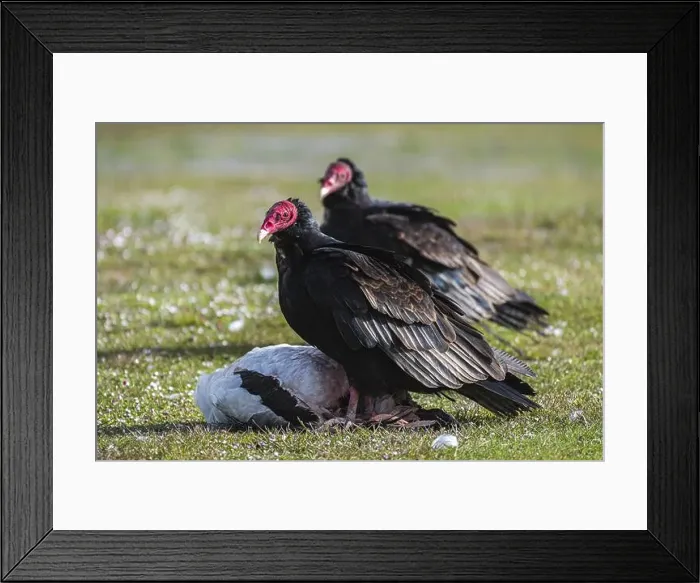 Framed Print : Turkey Vulture (Cathartes aura) on the carcass of a Magellanic Goose (Chloephaga picta) Framed Print : Turkey Vulture (Cathartes aura) on the carcass of a Magellanic Goose (Chloephaga picta)