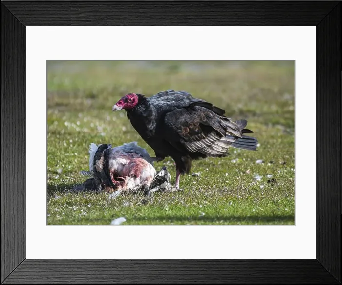 Framed Print : Turkey Vulture (Cathartes aura) on the carcass of a Magellanic Goose (Chloephaga picta) Framed Print : Turkey Vulture (Cathartes aura) on the carcass of a Magellanic Goose (Chloephaga picta)