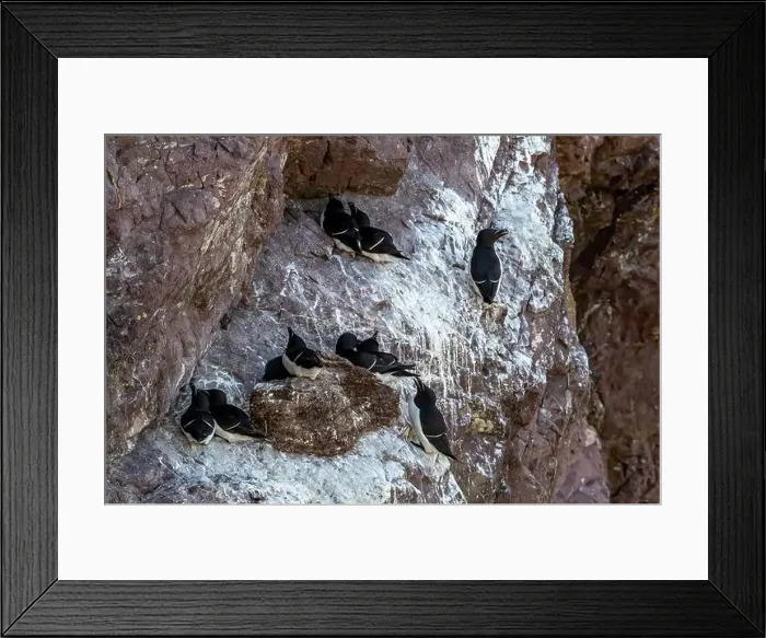Framed Print : Seabird Species Razorbills (Alca Torda) At The Atlantic Coast Of St. Abbs Head In Scotland Framed Print : Seabird Species Razorbills (Alca Torda) At The Atlantic Coast Of St. Abbs Head In Scotland