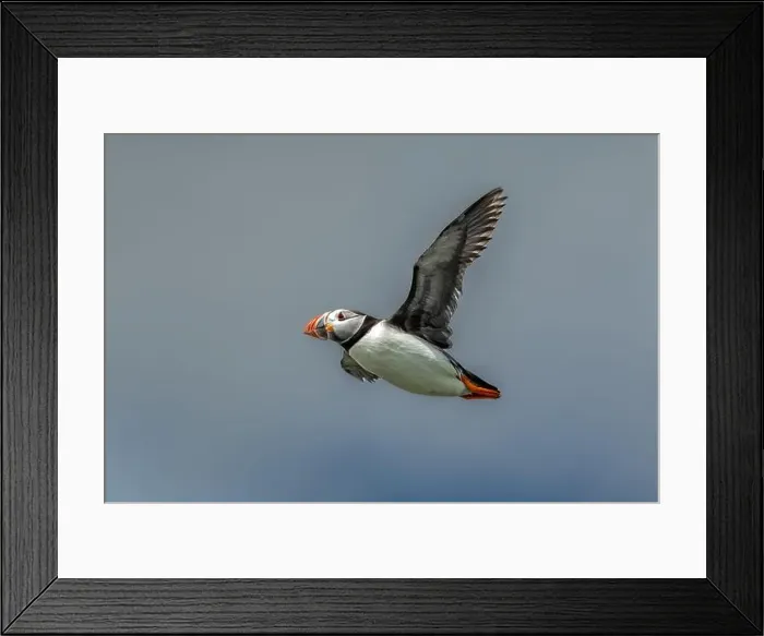 Framed Print : Seabird Species Atlantic Puffin (Fratercula arctica) Framed Print : Seabird Species Atlantic Puffin (Fratercula arctica)