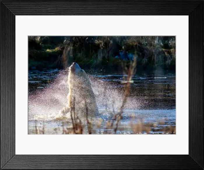 Framed Print : A Polar Bear (Ursus maritimus) shakes water from itself Framed Print : A Polar Bear (Ursus maritimus) shakes water from itself