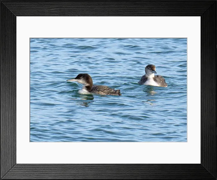 Framed Print : The Great Northern Diver (Gavia immer) Framed Print : The Great Northern Diver (Gavia immer)