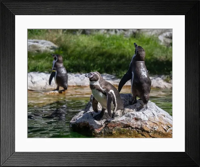 Framed Print : Group of Penguins stand on a Rock Together Near a Pond Framed Print : Group of Penguins stand on a Rock Together Near a Pond