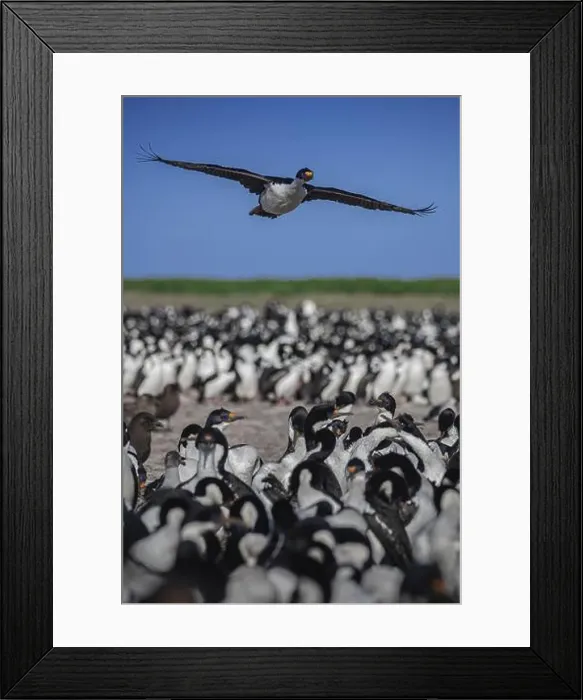 Framed Print : Blue-eyed Cormorant (Phalacrocorax atriceps) Framed Print : Blue-eyed Cormorant (Phalacrocorax atriceps)