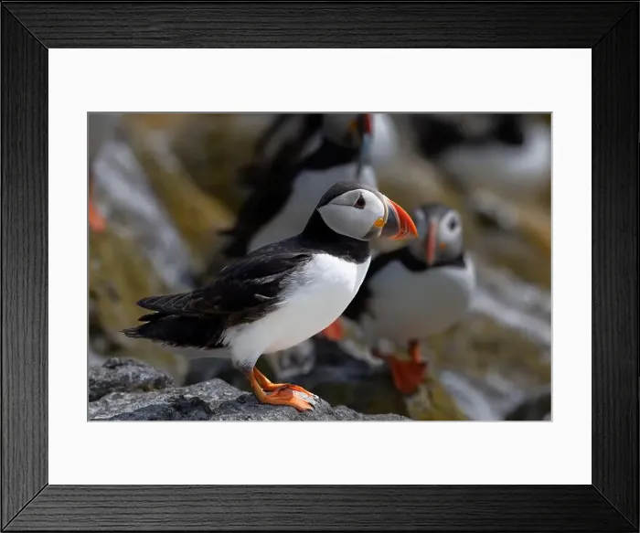 Framed Print : Seabird Species Atlantic Puffin (Fratercula arctica) Framed Print : Seabird Species Atlantic Puffin (Fratercula arctica)