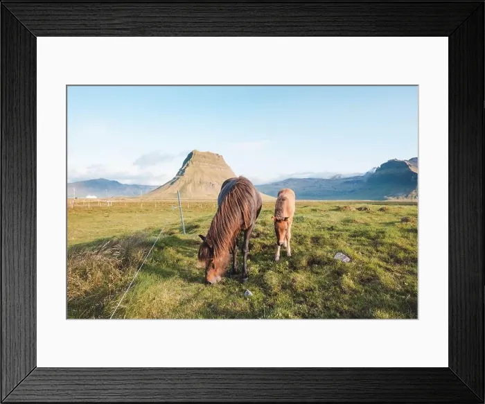 Framed Print : Foal and its mother are grazing together on an Icelandic meadow with a backdrop of large mountains formed from lava Framed Print : Foal and its mother are grazing together on an Icelandic meadow with a backdrop of large mountains formed from lava