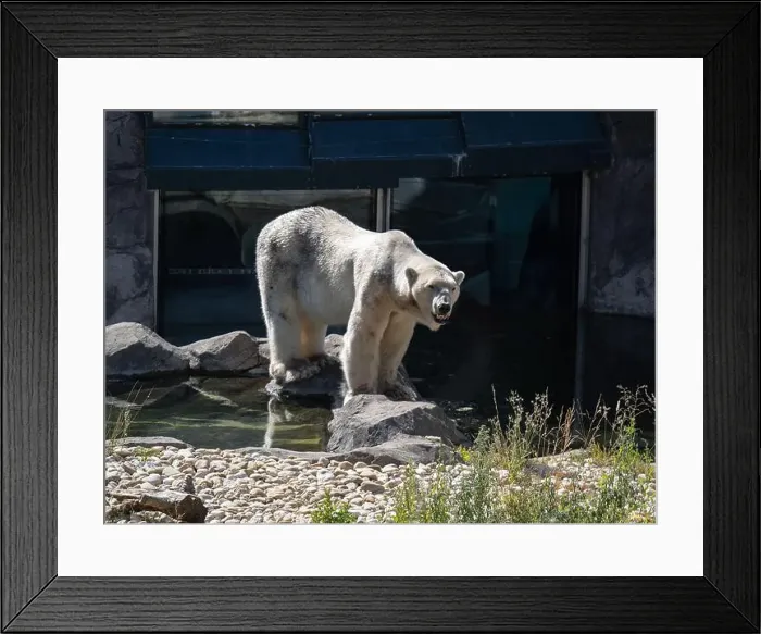 Framed Print : Solitary Polar Bear Gazing Out from Its Habitat Framed Print : Solitary Polar Bear Gazing Out from Its Habitat