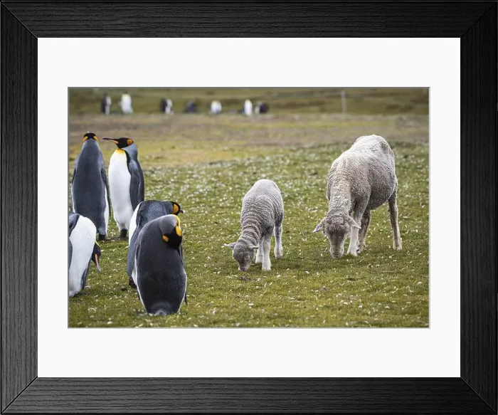 Framed Print : Sheep and king penguins (Aptenodytes patagonicus) on a pasture Framed Print : Sheep and king penguins (Aptenodytes patagonicus) on a pasture