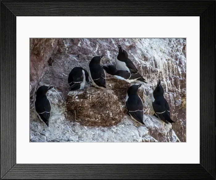 Framed Print : Seabird Species Razorbills (Alca Torda) At The Atlantic Coast Of St. Abbs Head In Scotland Framed Print : Seabird Species Razorbills (Alca Torda) At The Atlantic Coast Of St. Abbs Head In Scotland