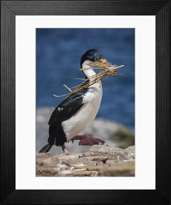 Framed Print : Blue-eyed Cormorant (Phalacrocorax atriceps) with nesting material Framed Print : Blue-eyed Cormorant (Phalacrocorax atriceps) with nesting material