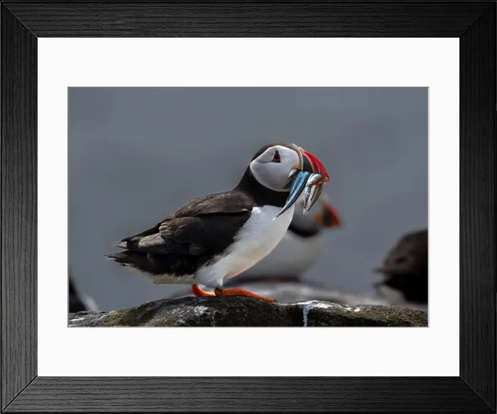 Framed Print : Seabird Species Atlantic Puffin (Fratercula arctica) Framed Print : Seabird Species Atlantic Puffin (Fratercula arctica)