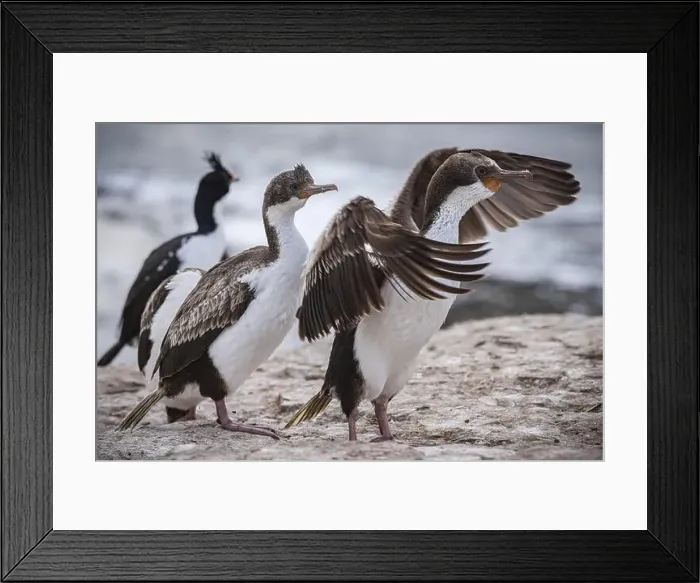 Framed Print : Blue-eyed Cormorant (Phalacrocorax atriceps) Framed Print : Blue-eyed Cormorant (Phalacrocorax atriceps)