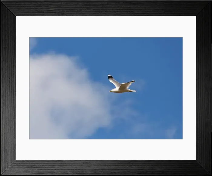 Framed Print : Seagull in flight against the background of blue sky and clouds Framed Print : Seagull in flight against the background of blue sky and clouds