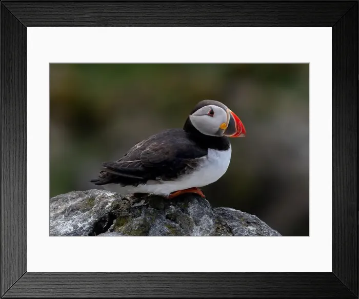 Framed Print : Seabird Species Atlantic Puffin (Fratercula arctica) Framed Print : Seabird Species Atlantic Puffin (Fratercula arctica)