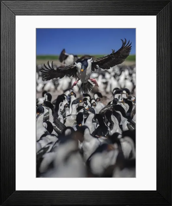 Framed Print : Blue-eyed Cormorant (Phalacrocorax atriceps) Framed Print : Blue-eyed Cormorant (Phalacrocorax atriceps)