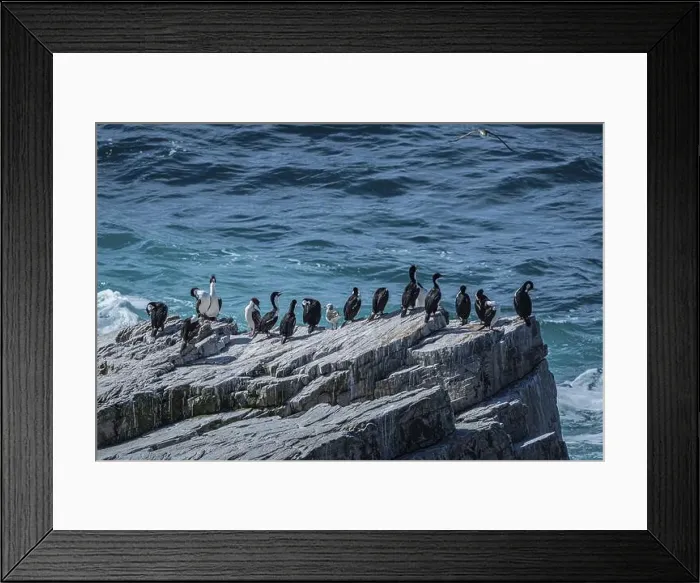 Framed Print : Blue-eyed Cormorant (Phalacrocorax atriceps)