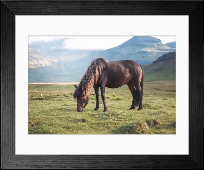 Framed Print : Cute and curious Icelandic foal grazes in a pasture near Grundarfjordur on the Snaefellsnes Peninsula during sunset Framed Print : Cute and curious Icelandic foal grazes in a pasture near Grundarfjordur on the Snaefellsnes Peninsula during sunset