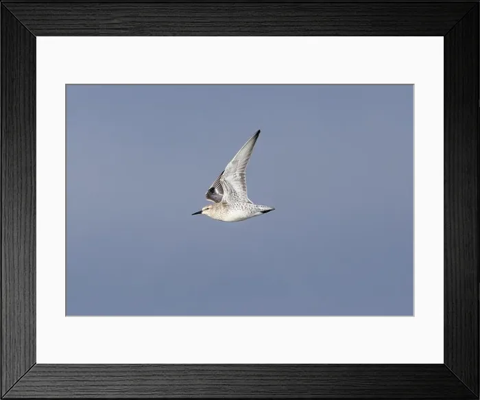 Framed Print : The Red Knot (Calidris canutus) feeds on mollusks and crustaceans Framed Print : The Red Knot (Calidris canutus) feeds on mollusks and crustaceans