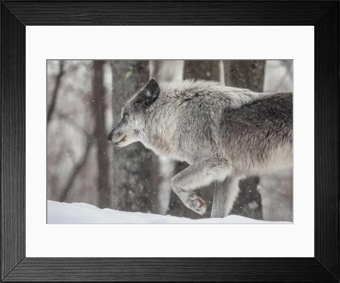Framed Print : Majestic wolves roam the snowy wilderness of Parc Omega, showcasing their wild beauty, strength, and pack instincts Framed Print : Majestic wolves roam the snowy wilderness of Parc Omega, showcasing their wild beauty, strength, and pack instincts