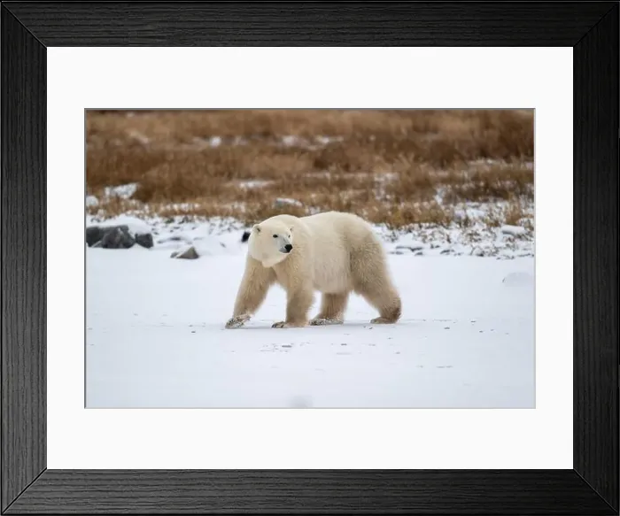 Framed Print : Polar bear on snow covered ground near the shoreline of Hudson Bay outside of Churchill, Manitoba, In winter