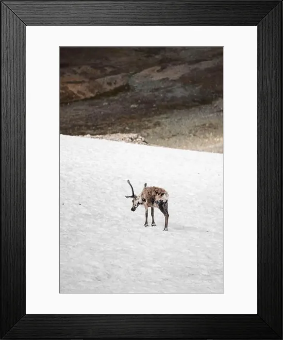 Framed Print : A solitary wild reindeer, Rangifer tarandus Framed Print : A solitary wild reindeer, Rangifer tarandus