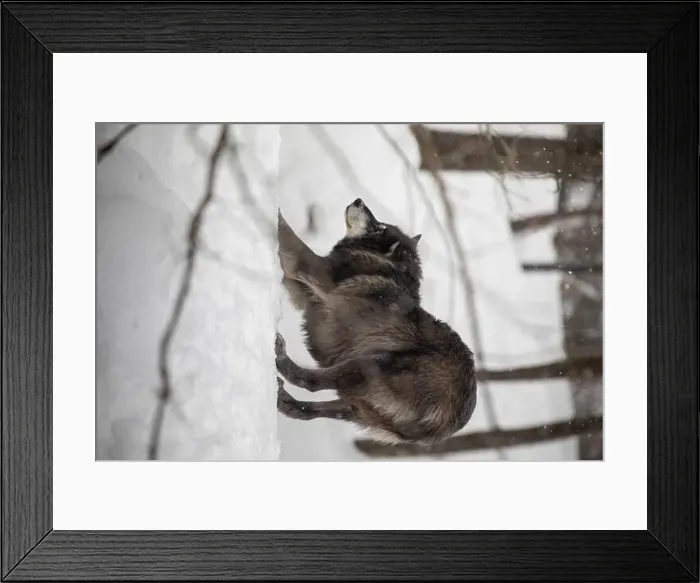 Framed Print : Majestic wolves roam the snowy wilderness of Parc Omega, showcasing their wild beauty, strength, and pack instincts Framed Print : Majestic wolves roam the snowy wilderness of Parc Omega, showcasing their wild beauty, strength, and pack instincts