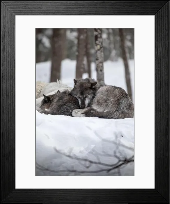 Framed Print : Majestic wolves roam the snowy wilderness of Parc Omega, showcasing their wild beauty, strength, and pack instincts Framed Print : Majestic wolves roam the snowy wilderness of Parc Omega, showcasing their wild beauty, strength, and pack instincts