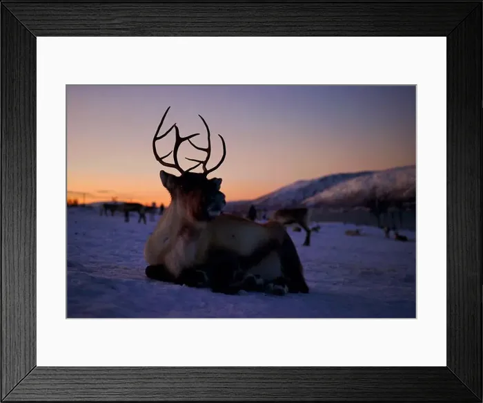 Framed Print : A majestic reindeer silhouetted against a stunning twilight sky Framed Print : A majestic reindeer silhouetted against a stunning twilight sky
