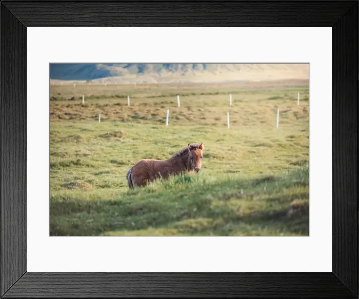 Framed Print : Cute and curious Icelandic foal grazes in a pasture near Grundarfjordur on the Snaefellsnes Peninsula during sunset Framed Print : Cute and curious Icelandic foal grazes in a pasture near Grundarfjordur on the Snaefellsnes Peninsula during sunset