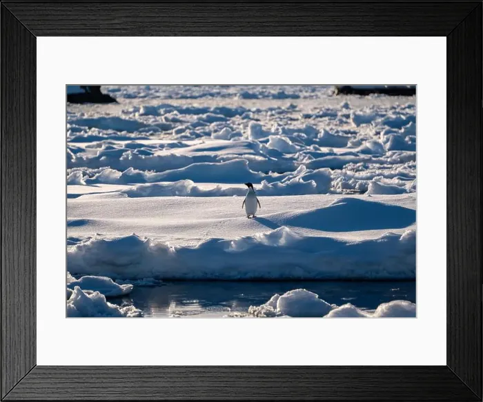 Framed Print : Adelie penguins in Antarctica. Wild nature. Snow. South Pole Framed Print : Adelie penguins in Antarctica. Wild nature. Snow. South Pole