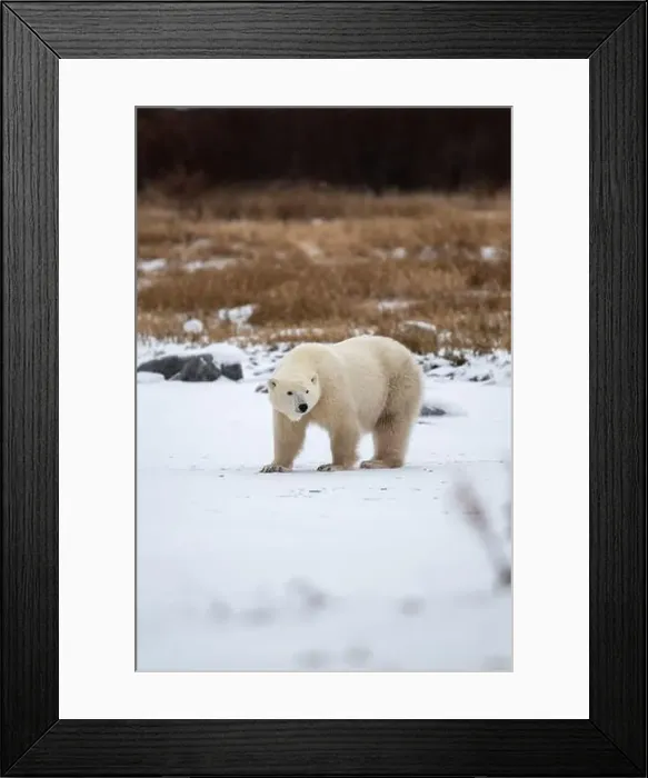 Framed Print : Polar bear on snow covered ground near the shoreline of Hudson Bay outside of Churchill, Manitoba, In winter Framed Print : Polar bear on snow covered ground near the shoreline of Hudson Bay outside of Churchill, Manitoba, In winter