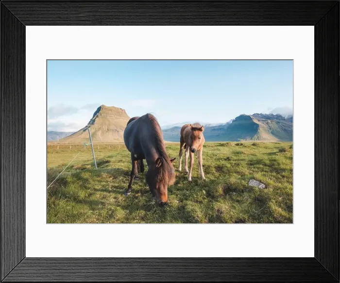 Framed Print : Foal and its mother are grazing together on an Icelandic meadow with a backdrop of large mountains formed from lava Framed Print : Foal and its mother are grazing together on an Icelandic meadow with a backdrop of large mountains formed from lava