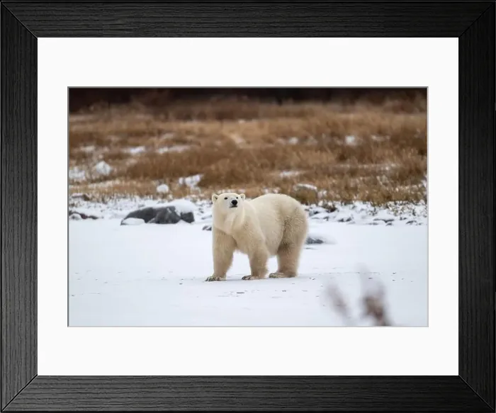 Framed Print : Polar bear on snow covered ground near the shoreline of Hudson Bay outside of Churchill, Manitoba, In winter Framed Print : Polar bear on snow covered ground near the shoreline of Hudson Bay outside of Churchill, Manitoba, In winter