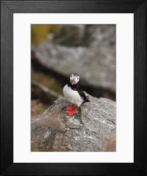 Framed Print : A vibrant puffin, Fratercula arctica Framed Print : A vibrant puffin, Fratercula arctica