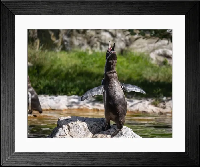 Framed Print : Penguin stand on a Rock Near a Pond Framed Print : Penguin stand on a Rock Near a Pond